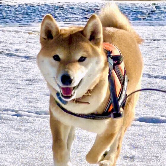 柴のみかんちゃん