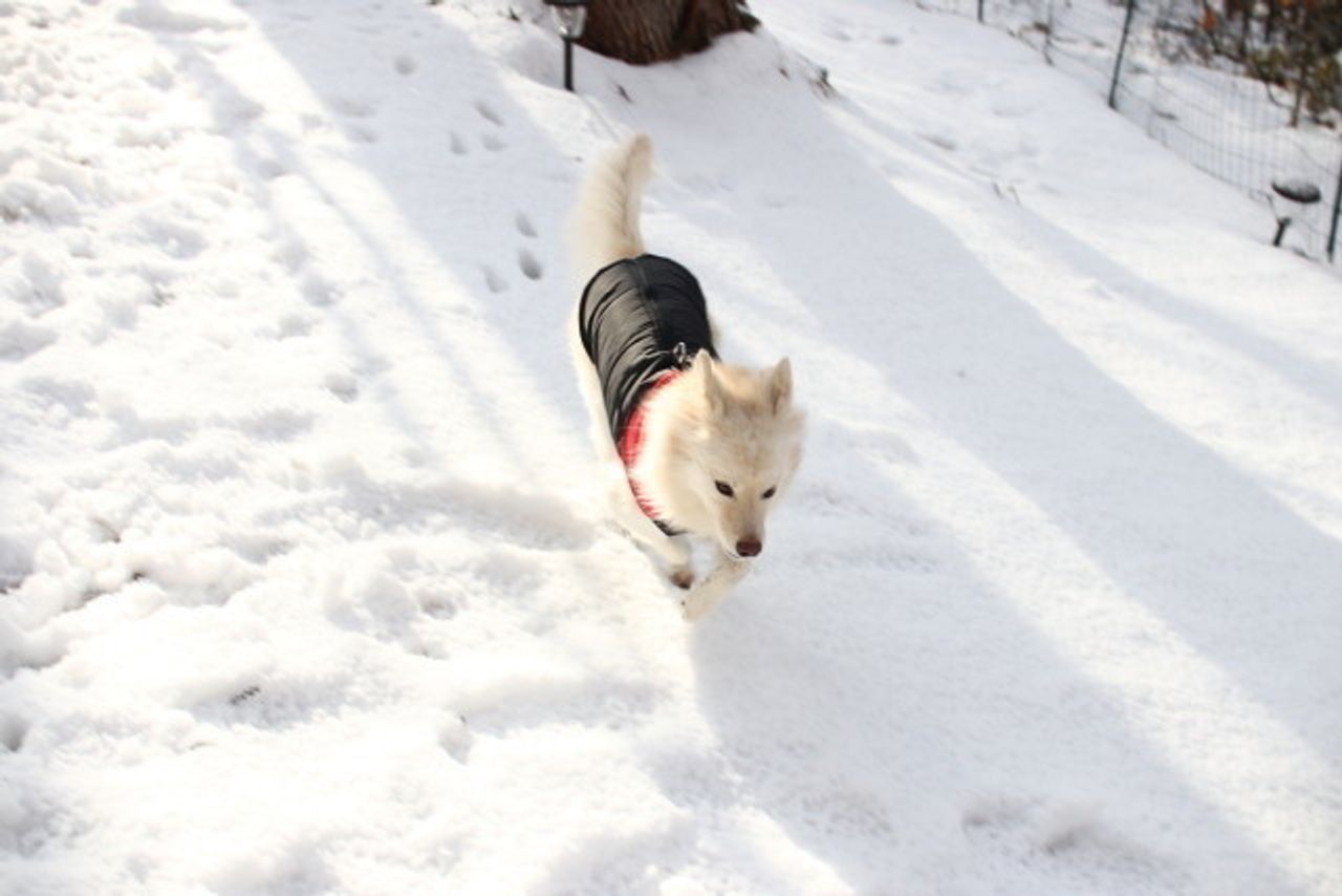 山の家の冬 穴澤賢の犬のはなし いぬのきもちweb Magazine 山の家の冬 穴澤賢の犬のはなし いぬのきもちweb Magazine