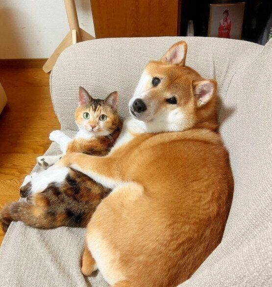 カメラ目線の可愛い飴ちゃん(写真左)と、どん兵衛くん(写真右)