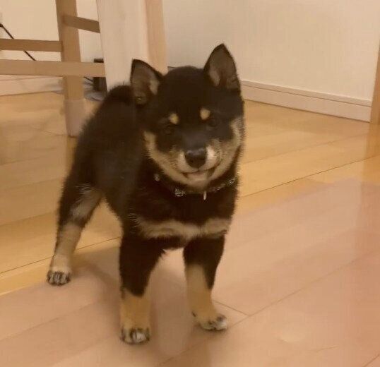 飼い主さんのほうを見るごまちゃん