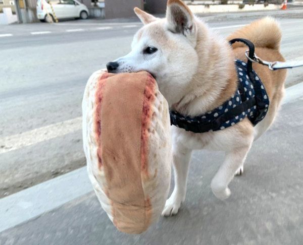 パン柄のクッションをくわえて散歩する小次郎くん