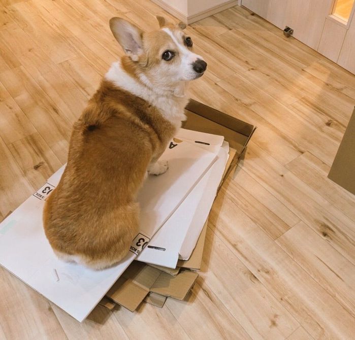 ダンボールの上に乗るニコくん