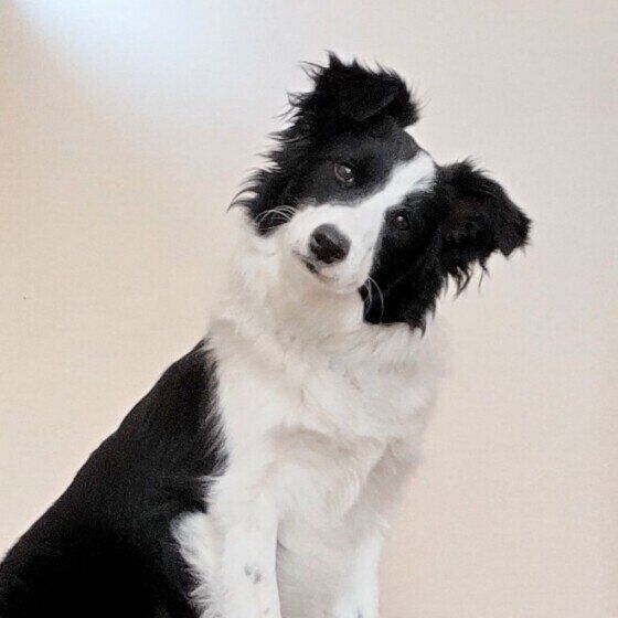 ボーダー・コリーの柚子ちゃん