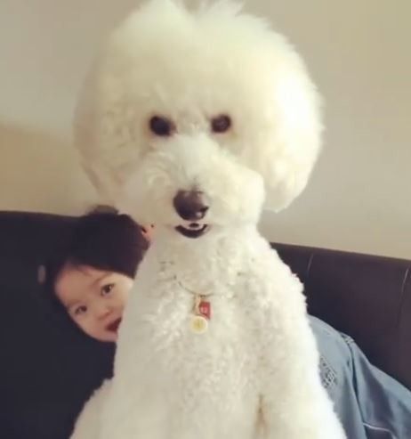 完っ全に隠れられます 大きな白モフワンちゃんでかくれんぼ いぬのきもちweb Magazine