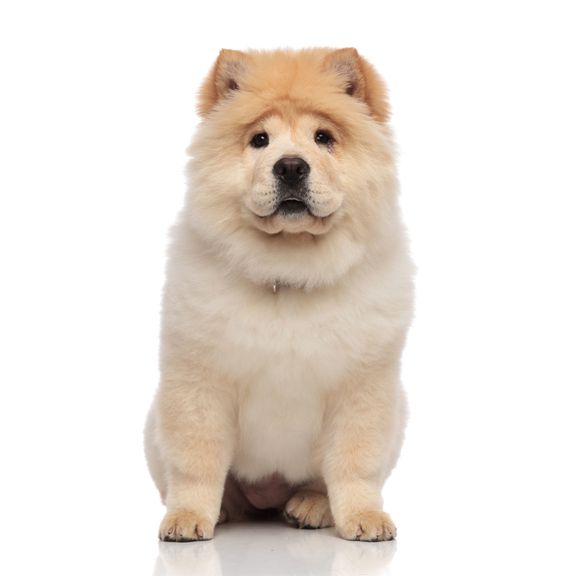 チャウ・チヤウ