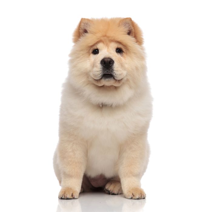 チャウ・チヤウ