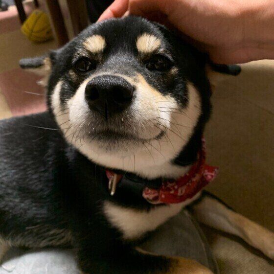 撫でられる柴犬