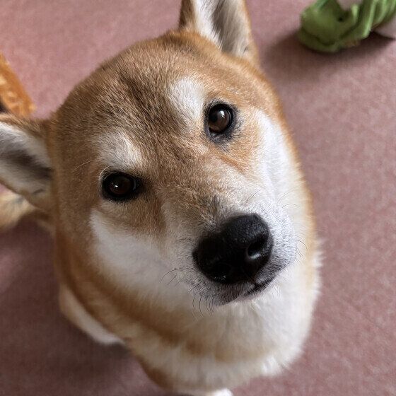 カメラ目線の柴犬