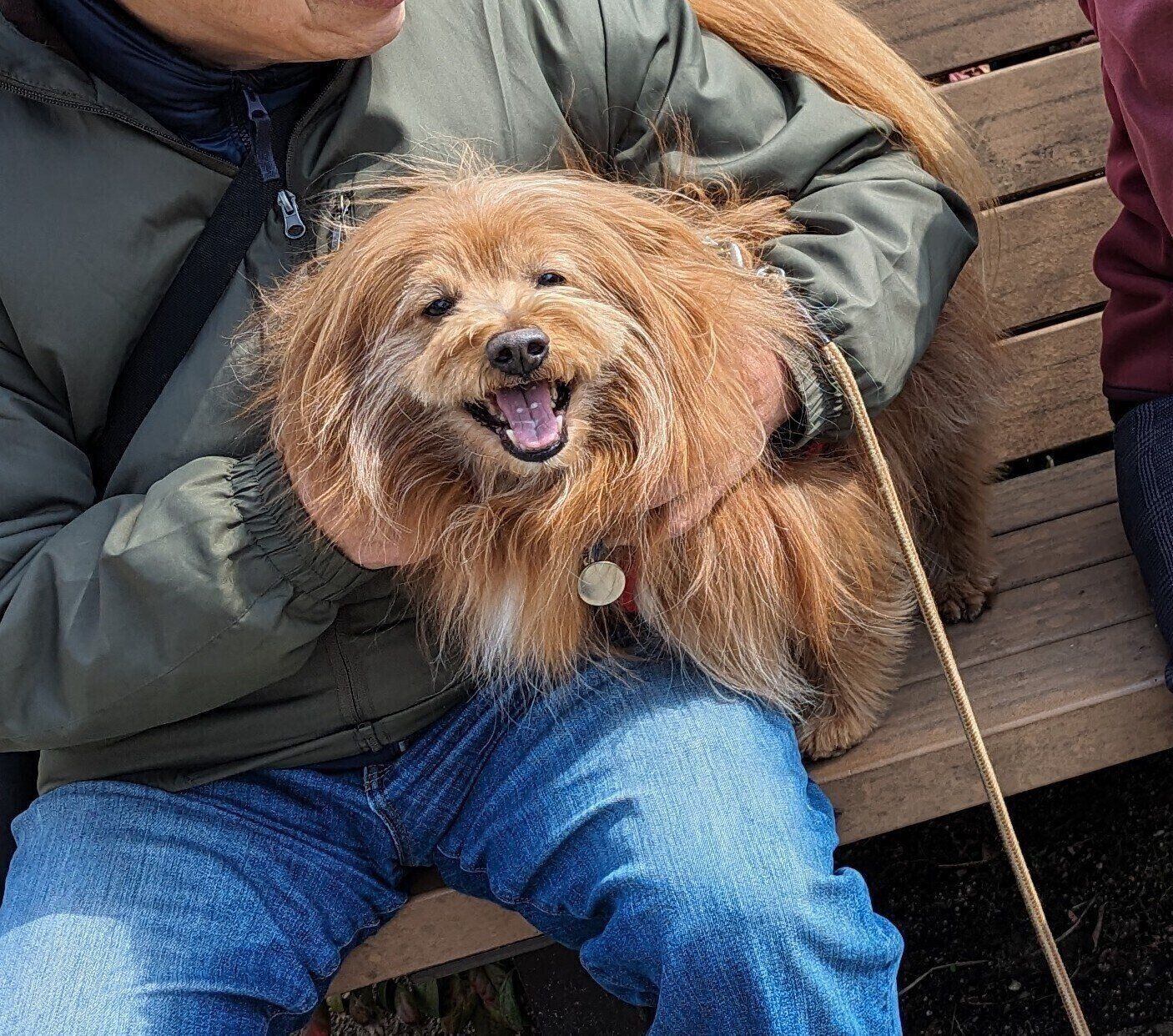 犬に懐かれて嬉しいおじさんの写真
