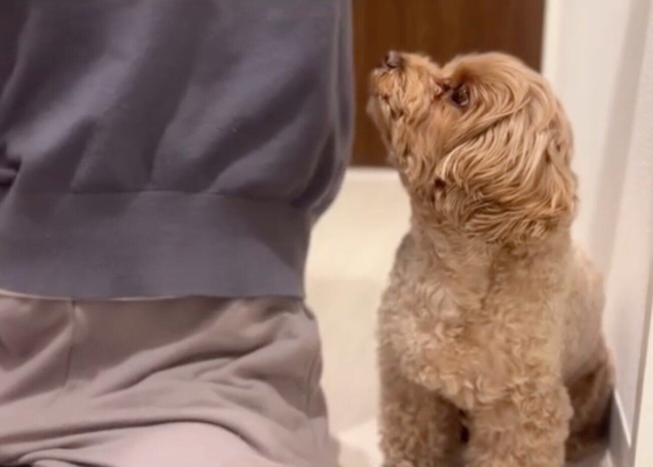 洗面所にダッシュでやってきたチャイちゃん