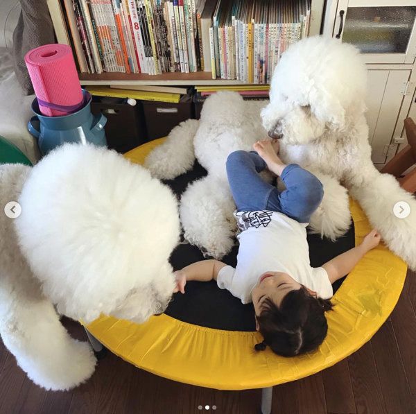 スタンダード・プードルのりくちゃんとがくちゃん