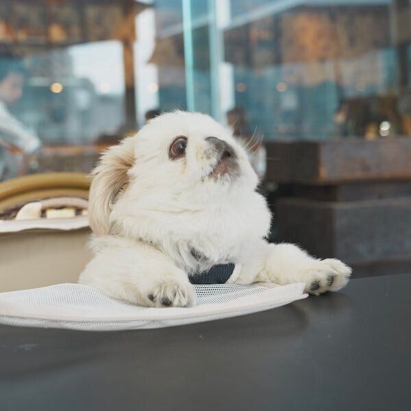 吠え顔をみせるぬん坊くん