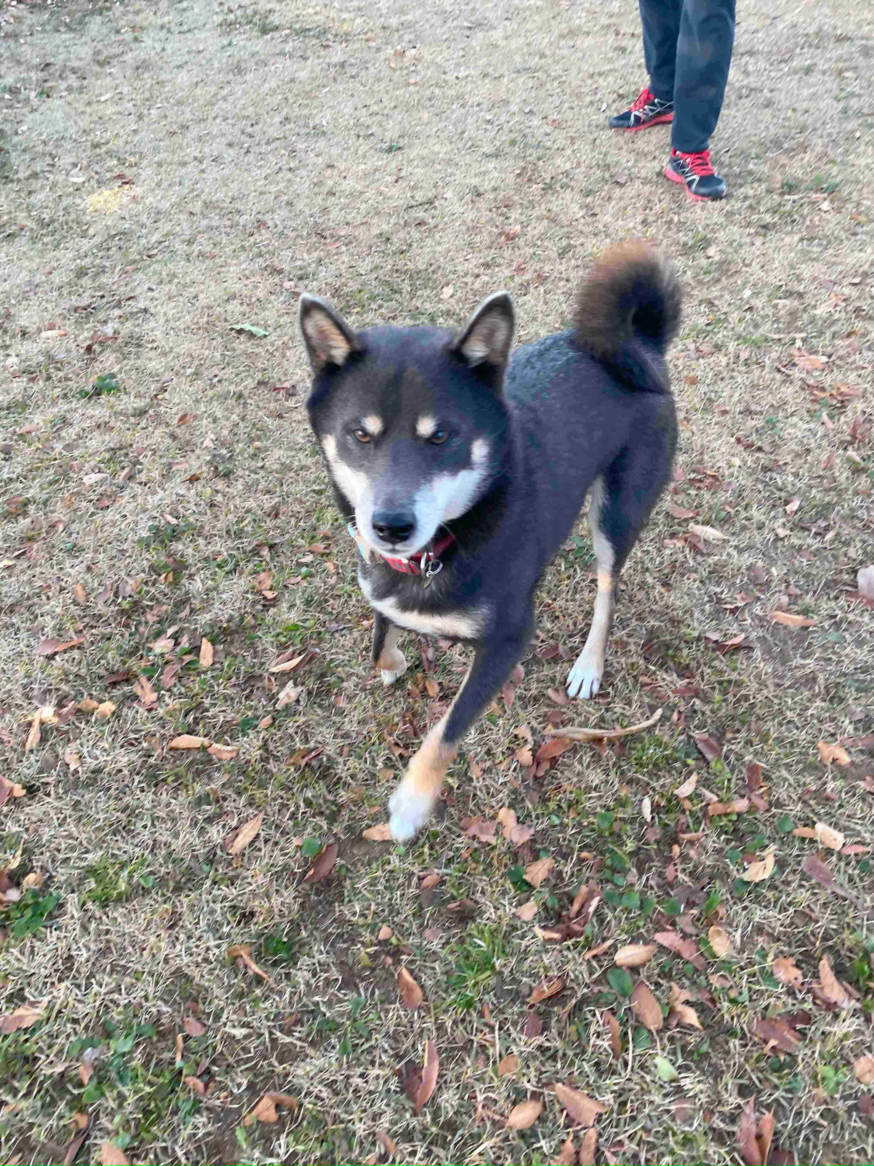 キャンプではしゃぐ柴犬