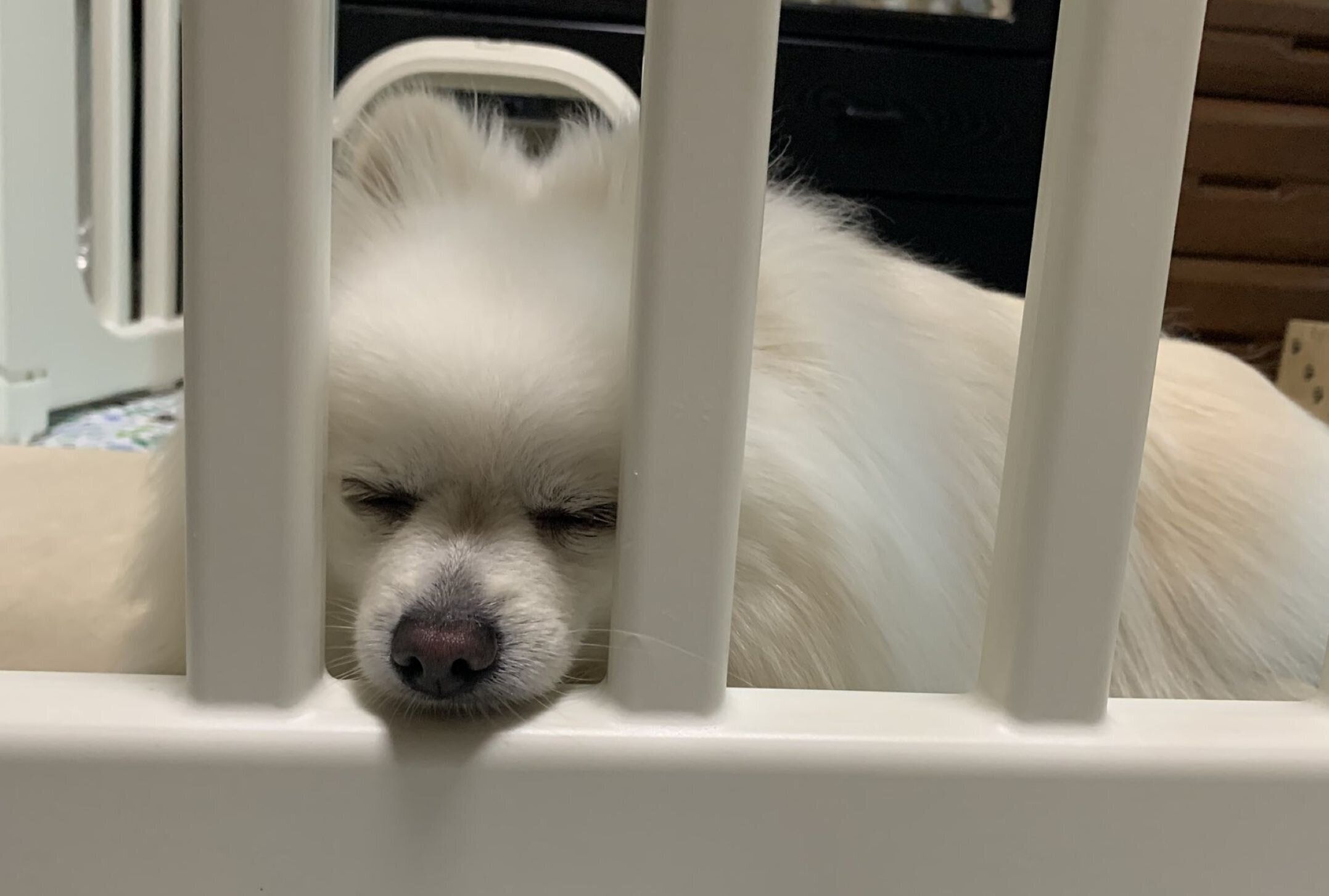 眠る犬