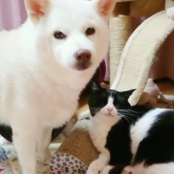 寄り添う柴犬と猫