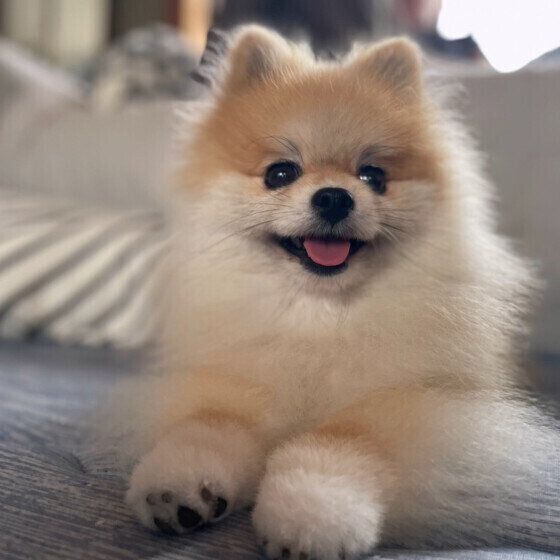 ポメラニアンのしじみちゃん