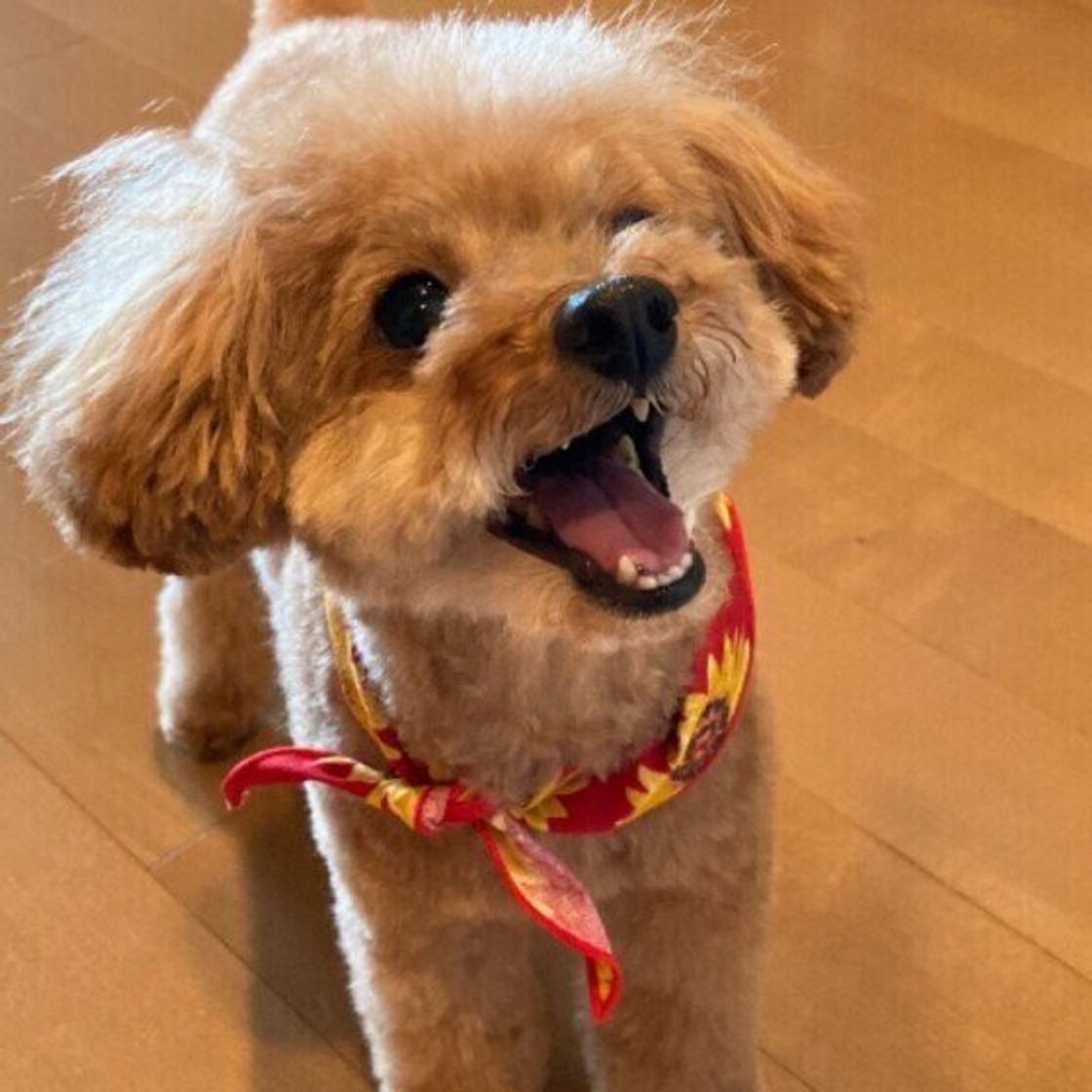 トイ プードルの飼い主369名に聞く 愛犬の性格 好きな部位 飼いやすさなどを大調査 いぬのきもちweb Magazine トイ プードルの飼い主369名に聞く 愛犬の性格 好きな部位 飼いやすさなどを大調査 いぬのきもちweb Magazine