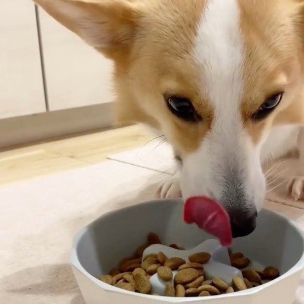 ごはんの食べ方が特徴的なコーギー