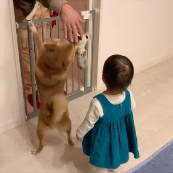 パパさんの帰宅を喜ぶ花子ちゃんとモモ子ちゃん