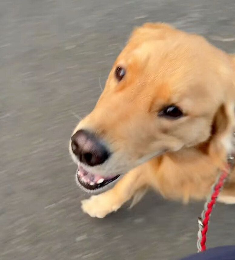 アイコンタクトをしながら歩くアルトくん