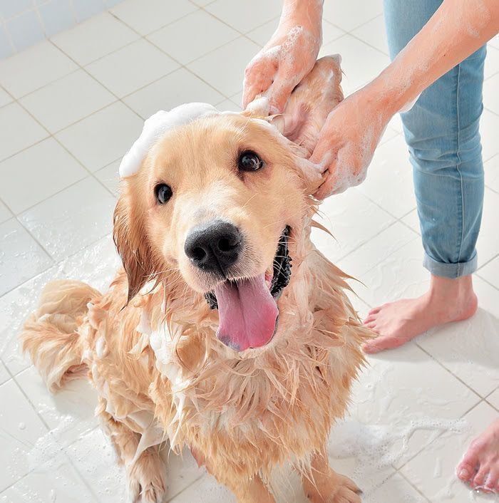 耳をシャンプーされる犬