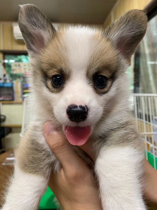 生後2カ月のカイくん。小さくてふわふわです