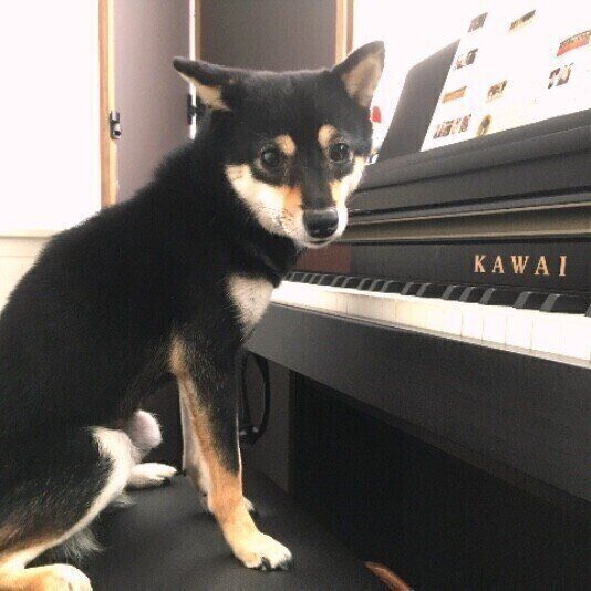 ピアノに挑戦？柴のサスケくん