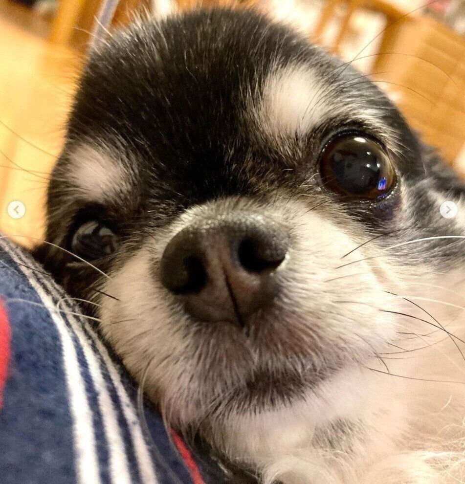 別の日に寝転がるミニちゃん