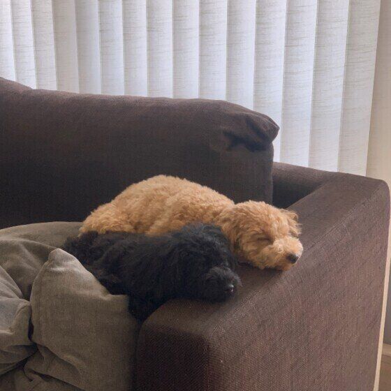 トイ・プードルのキナコちゃん