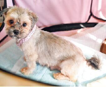 多頭飼育崩壊現場からレスキューされたひかりちゃん（推定１才）