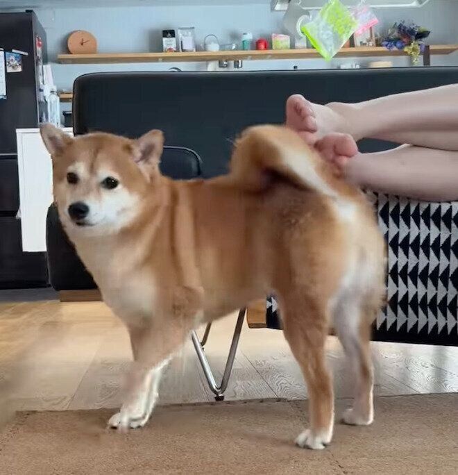 「セルフナデナデ」をするあんこちゃん