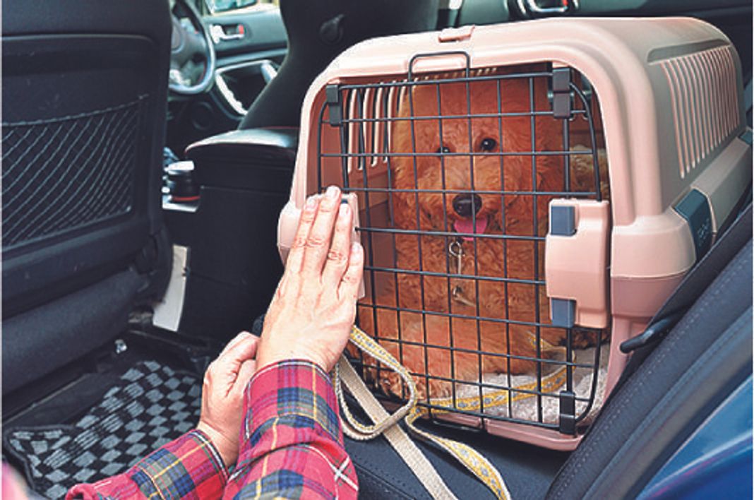 獣医師監修 犬とのお出かけ うまくいくコツは 持ち物や用意しておきたいコト マナーまで いぬのきもちweb Magazine 獣医師監修 犬とのお出かけ うまくいくコツは 持ち物や用意しておきたいコト マナーまで いぬのきもちweb Magazine