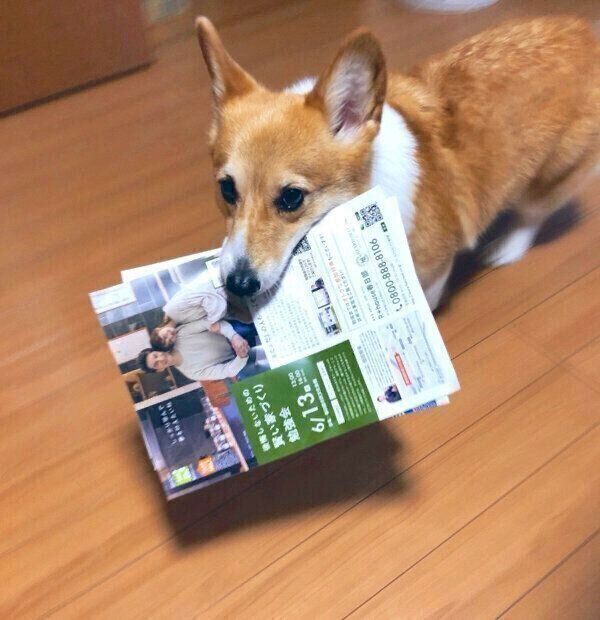 新聞を運ぶベルちゃん