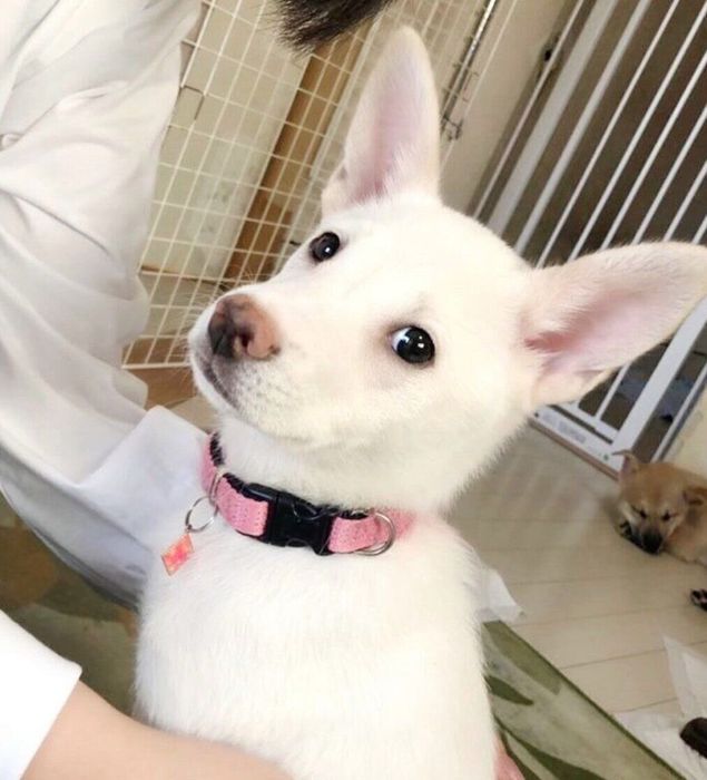 お見合いをしたときのハルちゃん