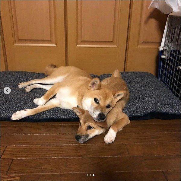 シンクロワンズ