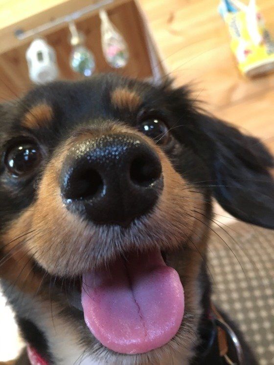 お鼻ピカピカのミニチュアダックス