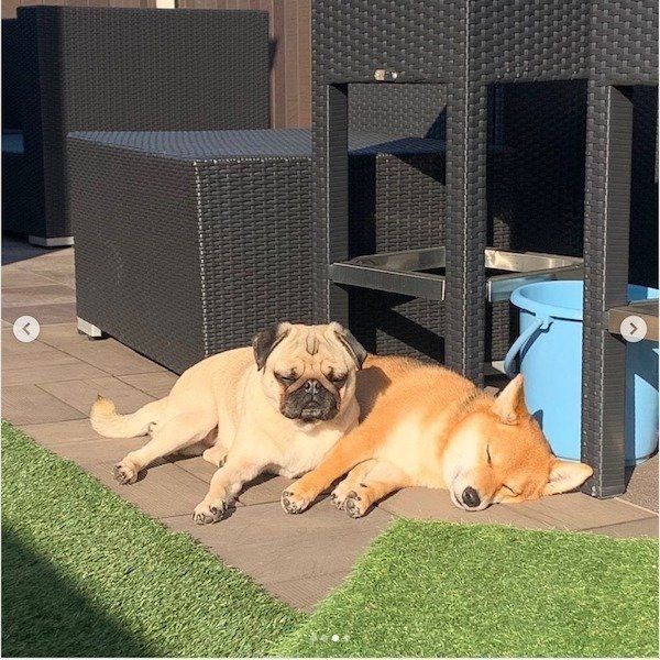 日向ぼっこをしているラルくん、アキちゃん