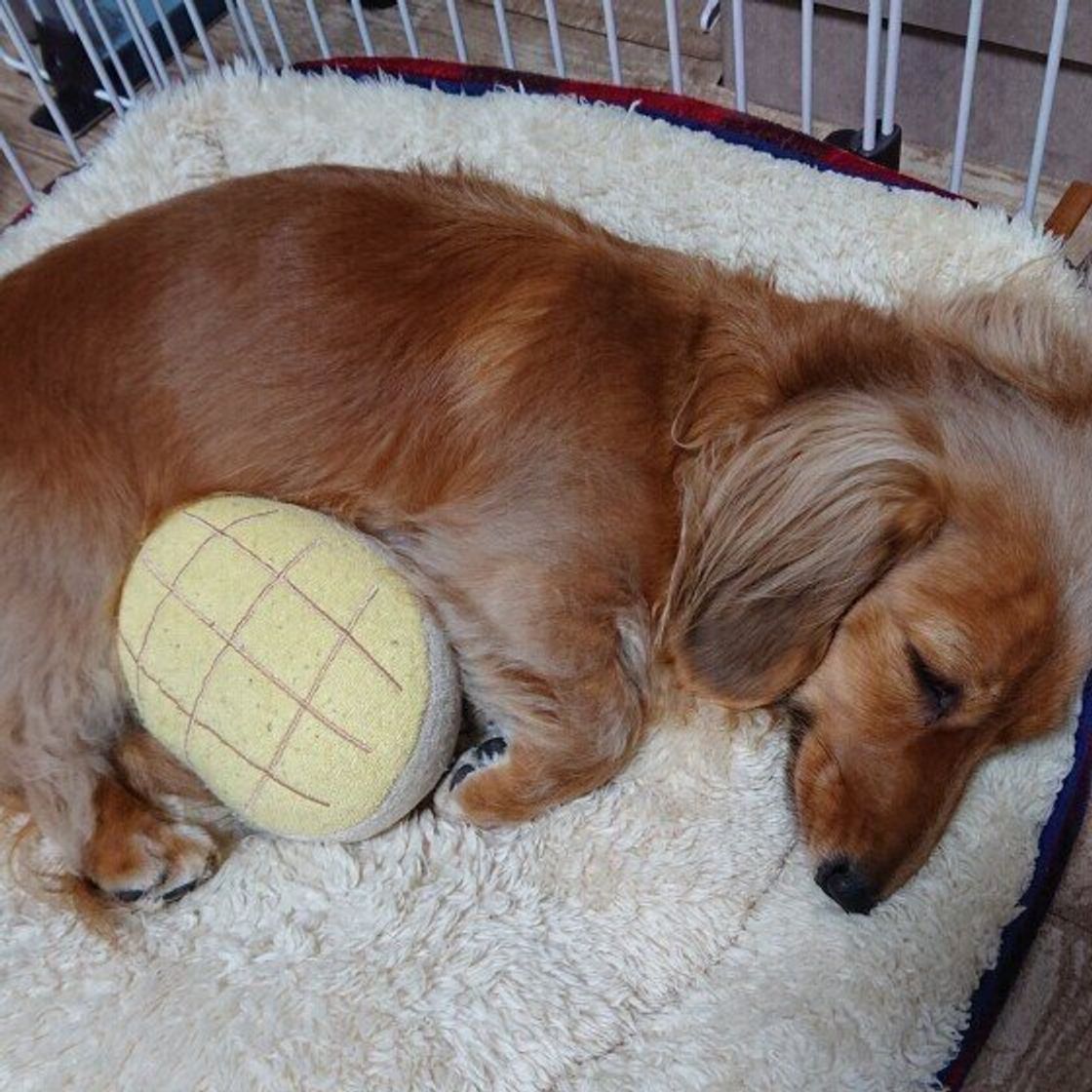 獣医師監修 犬にメロンを与えるときは注意が必要 与えるメリットとデメリットを解説 いぬのきもちweb Magazine 獣医師監修 犬にメロンを与えるときは注意が必要 与えるメリットとデメリットを解説 いぬのきもちweb Magazine