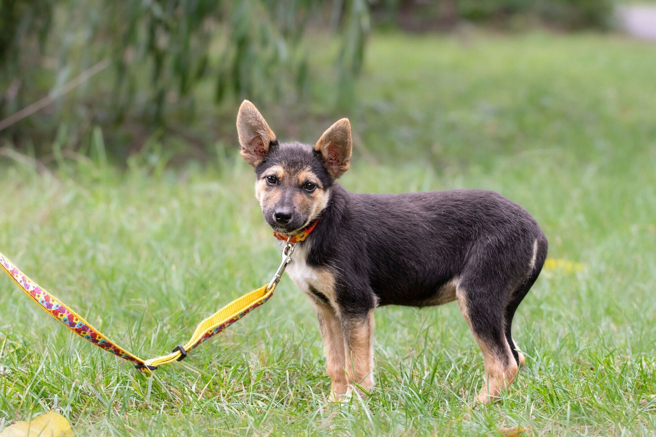草の上にたたずむ子犬