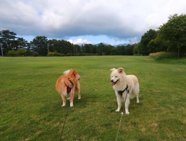 届かぬ親心 穴澤賢の犬のはなし いぬのきもちweb Magazine