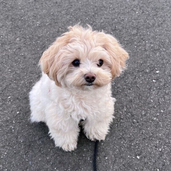 はるくん（MIX）