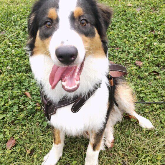 オーストラリアン・シェパード