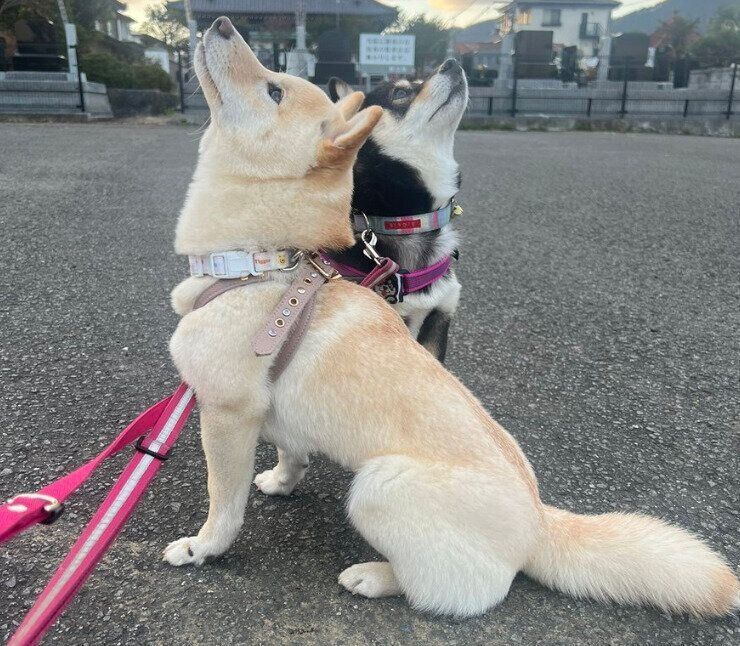 シンクロするつきひちゃん、あのんちゃん