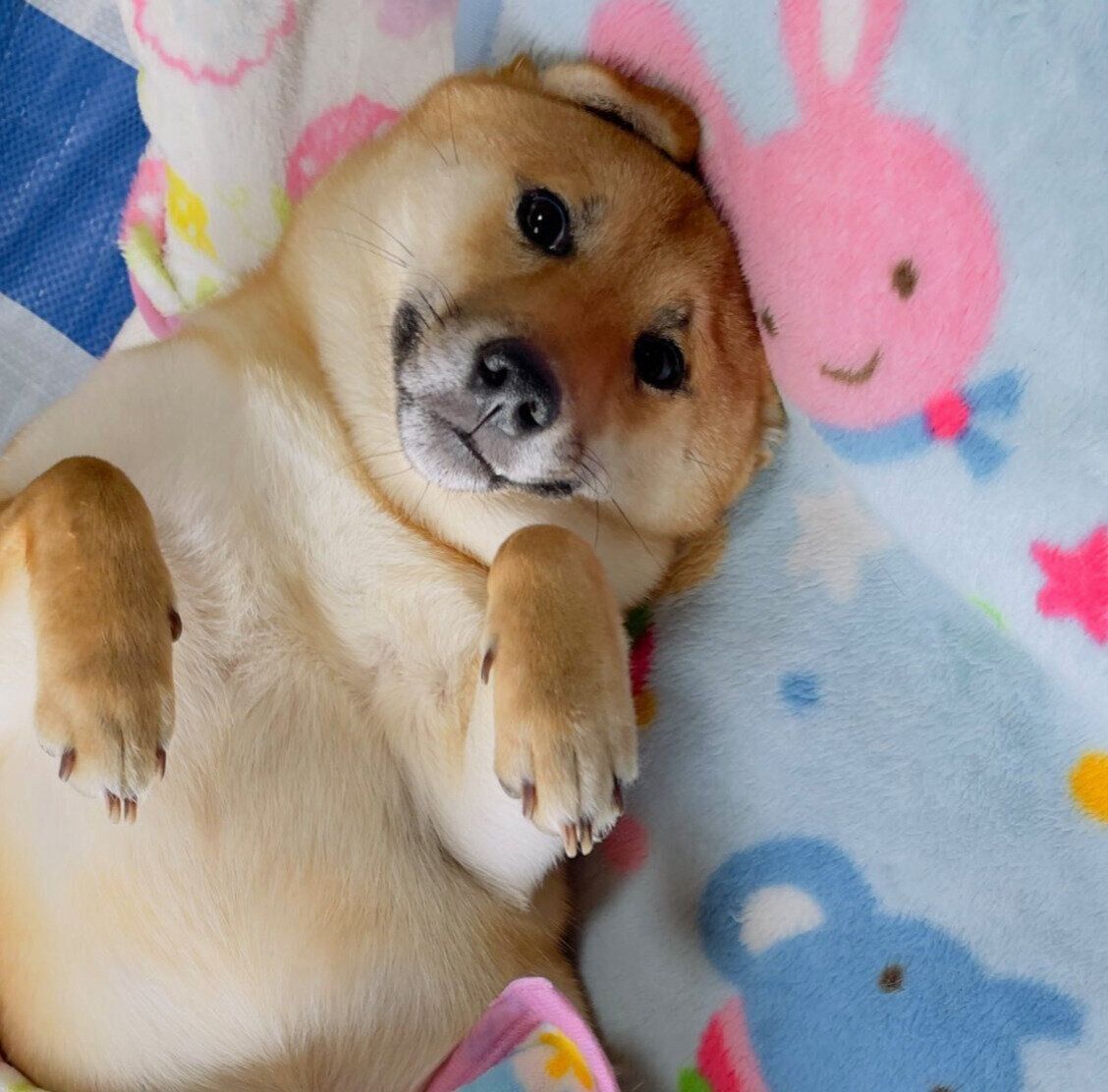 ヘソ天するこまくん