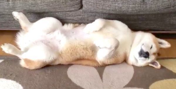 寝転がるロペさん