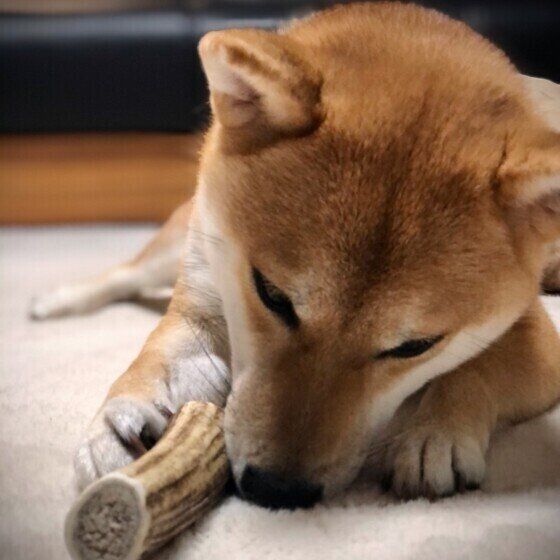 おもちゃで遊ぶ柴犬