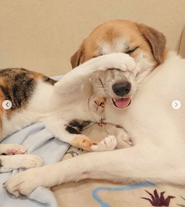 動物愛護センターで生まれた子犬 優しい先住犬猫のいる家に迎えられ たくさんの癒しをもたらす存在に いぬのきもちweb Magazine