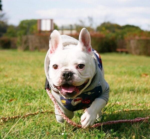 走るぽんちゃん