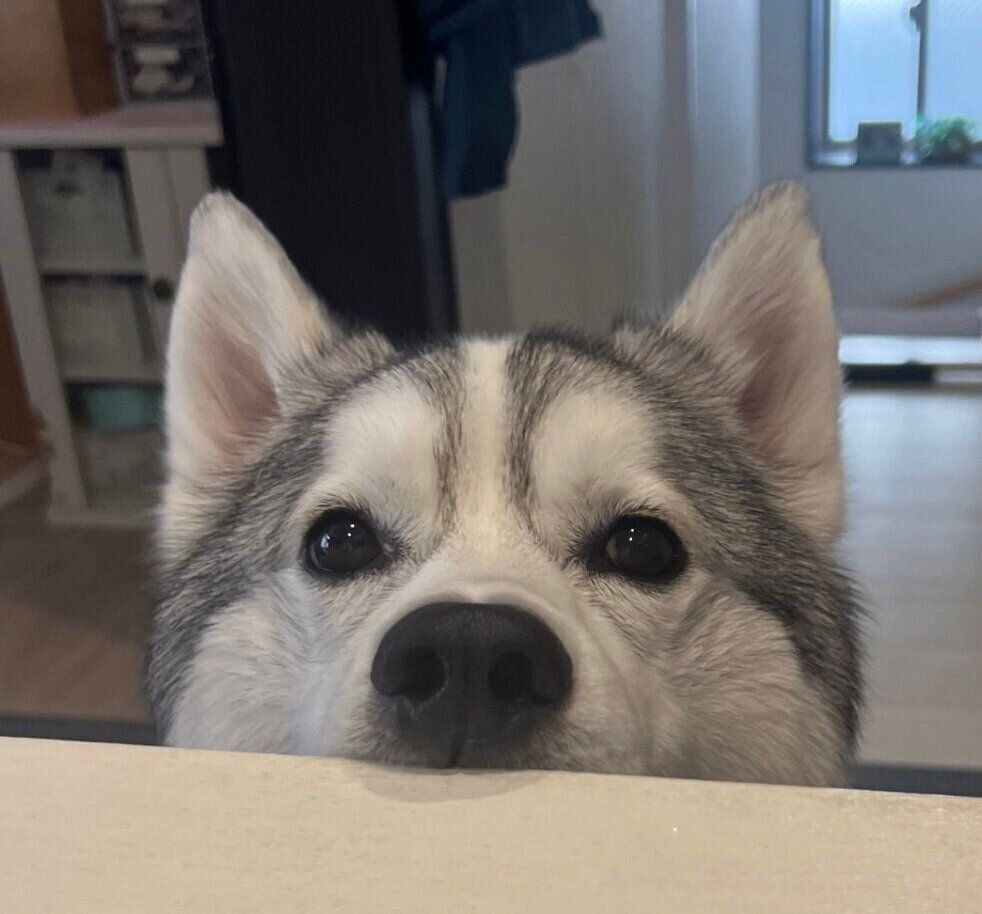 見つめる琥珀くん