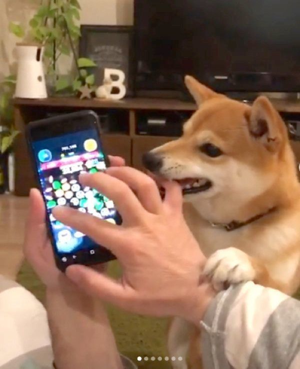 ゲームの邪魔をする豆柴